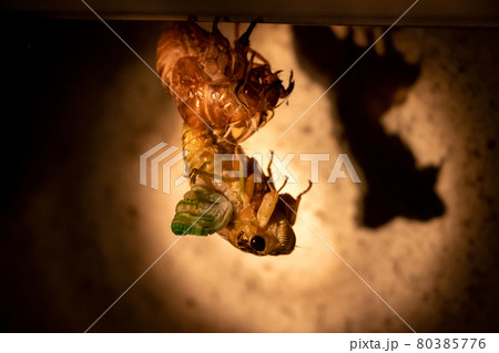 セミの羽化 80385776