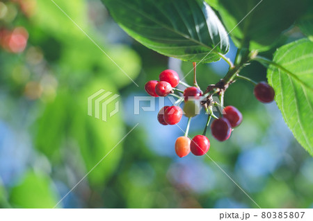 光の道で有名な福岡県福津市の宮地嶽神社(みやじだけじんじゃ)の梅の実 光の道で有名な福岡県福津市の宮地嶽神社(みやじだけじんじゃ)の梅の実 80385807