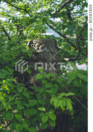光の道で有名な福岡県福津市の宮地嶽神社（みやじだけじんじゃ）の狛犬 80385809