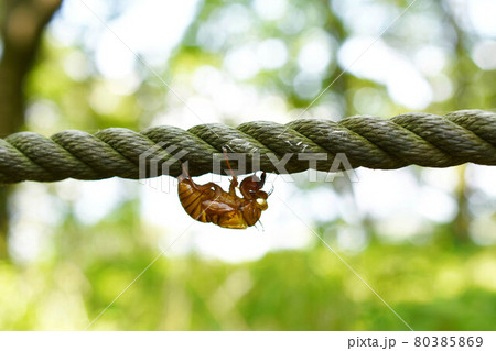 セミの抜け殻 セミの抜け殻 80385869