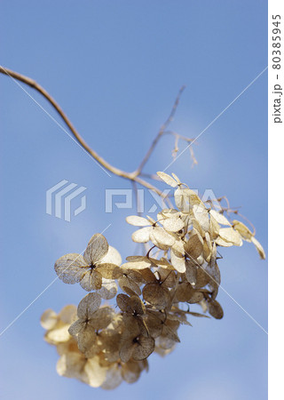 冬空にドライフラワーとなった紫陽花の花弁がリズミカルで楽しい 80385945