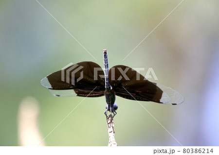 チョウトンボ チョウトンボ 80386214