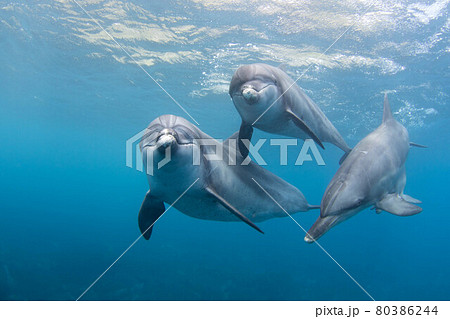 イルカ イルカ 80386244