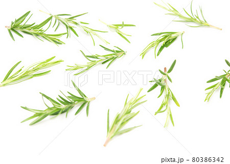 Branch of rosemary isolated on white background. Evergreen shrubs. Selective focus 80386342