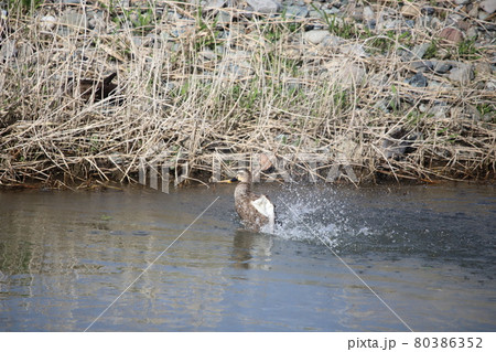カルガモの水浴び カルガモの水浴び 80386352