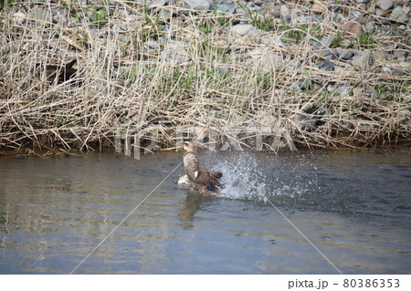 カルガモの水浴び 80386353