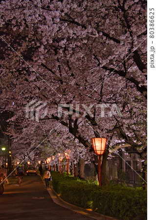 京都木屋町 桜の並木道2021 京都木屋町 桜の並木道2021 80386625