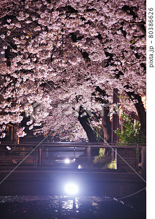 京都木屋町 桜の並木道2021 京都木屋町 桜の並木道2021 80386626