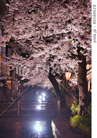 京都木屋町 桜の並木道2021 京都木屋町 桜の並木道2021 80386628