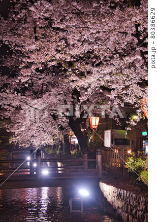 京都木屋町　桜の並木道2021 80386629