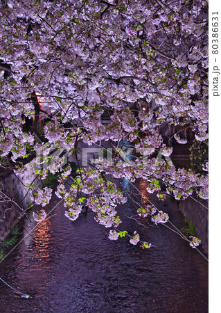 京都木屋町 桜の並木道2021 京都木屋町 桜の並木道2021 80386631