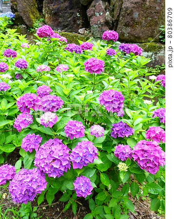 満開のアジサイ　あじさい　紫陽花 80386709