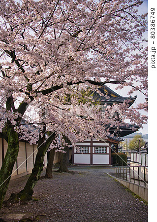 東本願寺の春2021 東本願寺の春2021 80386749