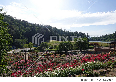 満開のバラ　薔薇　ばら　東沢バラ公園 80386767