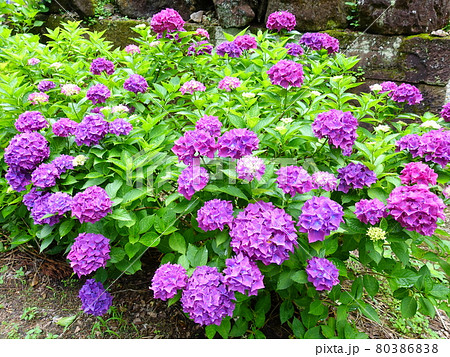 満開のアジサイ　あじさい　紫陽花 80386838