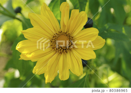 菊芋 キクイモ の黄色い花が青空に映えて まるで向日葵のようの写真素材