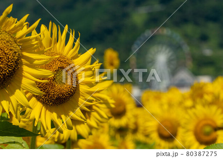 青空背景に大輪の向日葵 80387275