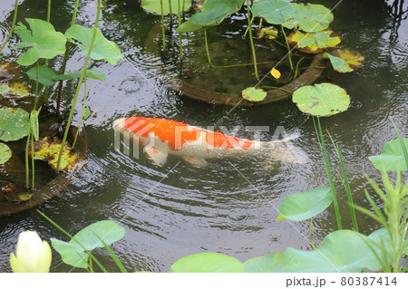 雨の波紋と蓮の葉のある池を泳ぐ錦鯉の写真素材 [80387414] - PIXTA