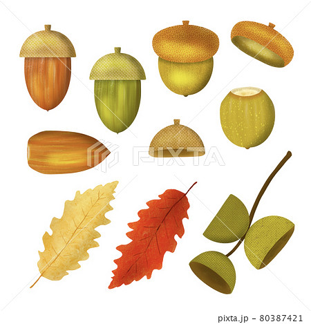 どんぐりと葉っぱ 秋のイラストのイラスト素材