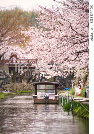八幡堀の桜2021 80387450