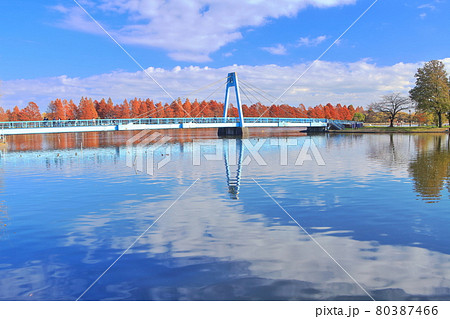 【東京都】水元公園の水元大橋と紅葉 80387466