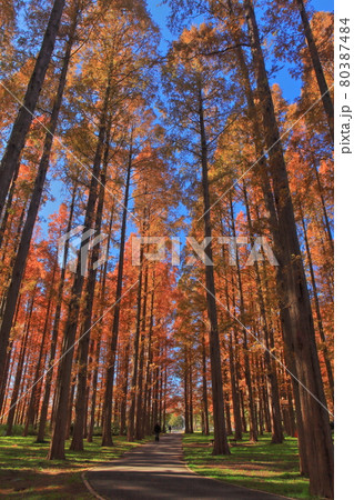 【東京都】水元公園メタセコイアの紅葉 【東京都】水元公園メタセコイアの紅葉 80387484