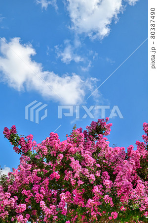 サルスベリの花 サルスベリの花 80387490
