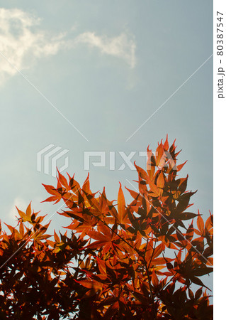 秋の空を飾るのは楓が基本 80387547