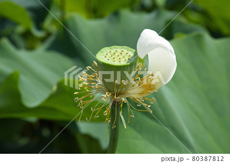 蓮の花びら最後の一枚の写真素材