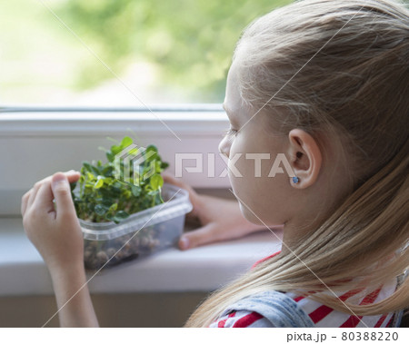 A little girl is watching the growth of peas microgreens. A little girl is watching the growth of peas microgreens. 80388220