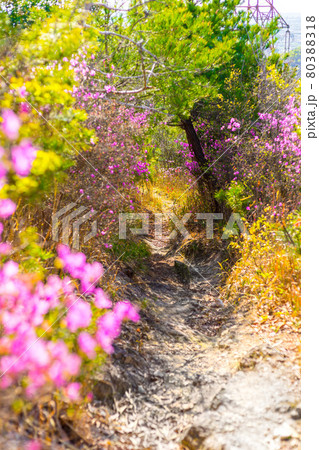 平荘湖周辺の低山、飯盛山へと続く登山道(兵庫県加古川市平荘町)※作品コメント欄に撮影位置 平荘湖周辺の低山、飯盛山へと続く登山道(兵庫県加古川市平荘町)※作品コメント欄に撮影位置 80388318