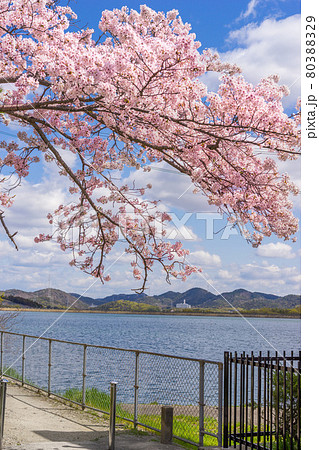 平荘湖の桜満開（兵庫県加古川市平荘町）※作品コメント欄に撮影位置 80388329