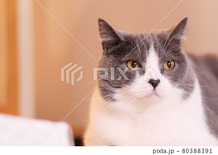 凛として貫禄のあるハチワレ猫 ブリティッシュショートヘアの写真素材 8031