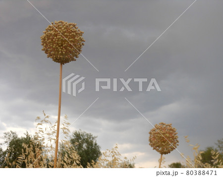 Gold colored ball shaped wild flower on a cloudy afternoon 80388471