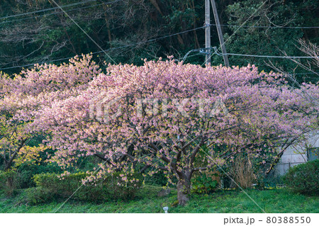 みなみの桜 菜の花 まつり 快晴 80388550