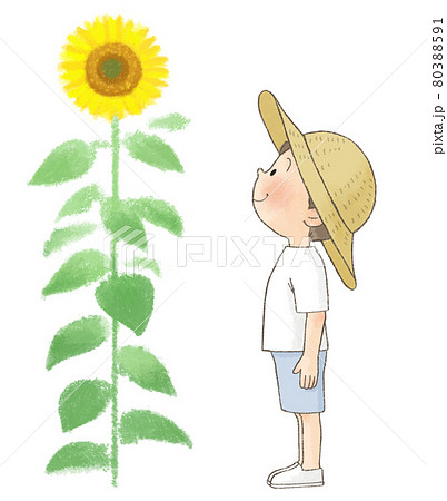 ヒマワリと麦わら帽子の男の子 80388591