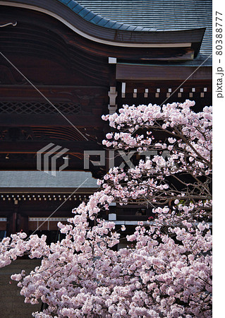 近江神宮の桜2021 80388777