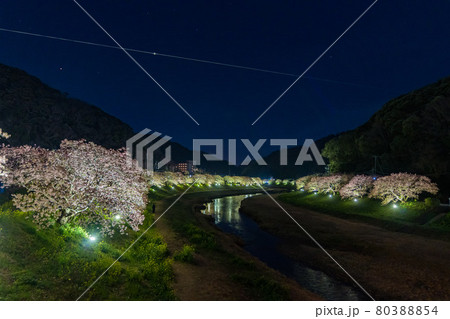 みなみの桜 菜の花 まつり 夜 夜桜 みなみの桜 菜の花 まつり 夜 夜桜 80388854