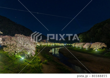 みなみの桜 菜の花 まつり 夜 夜桜 みなみの桜 菜の花 まつり 夜 夜桜 80388855
