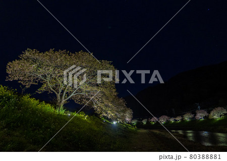 みなみの桜 菜の花 まつり 夜 夜桜 80388881