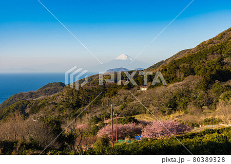 石部棚田展望台 富士山 河津桜 石部棚田展望台 富士山 河津桜 80389328