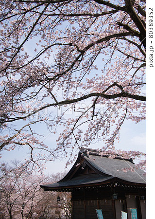 三井寺の春2021 三井寺の春2021 80389352
