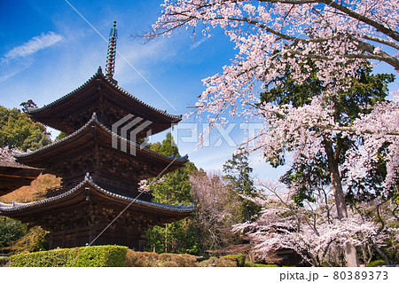 三井寺の春2021 三井寺の春2021 80389373