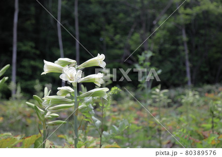オオウバユリの花 80389576
