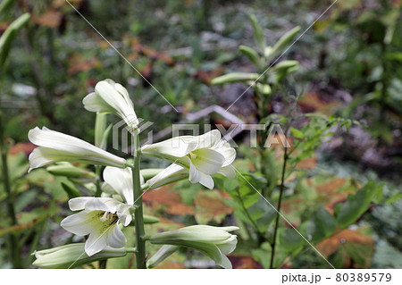 オオウバユリの花 80389579
