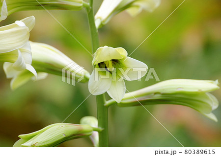 オオウバユリの花 オオウバユリの花 80389615