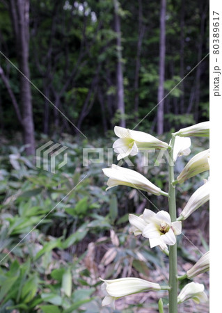 オオウバユリの花 80389617