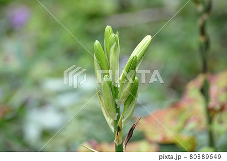 オオウバユリのツボミ 80389649