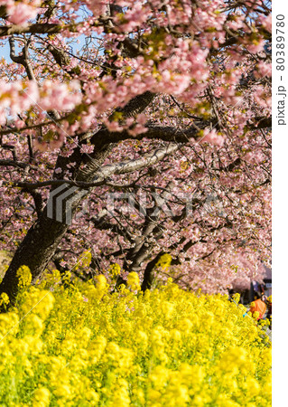 みなみの桜 菜の花 まつり 快晴 みなみの桜 菜の花 まつり 快晴 80389780