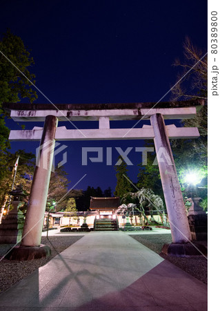 多賀大社の桜2021 80389800